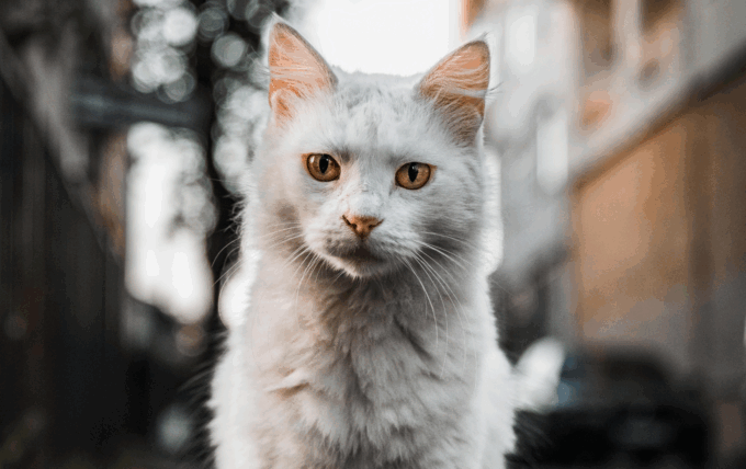 Animaux errants ou morts sur la voie publique