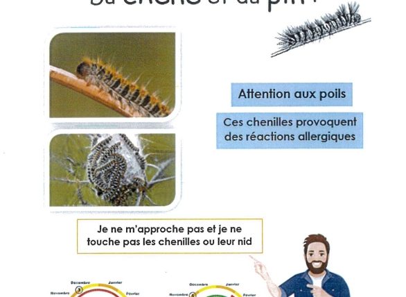 ⚠ Chenille processionnaire