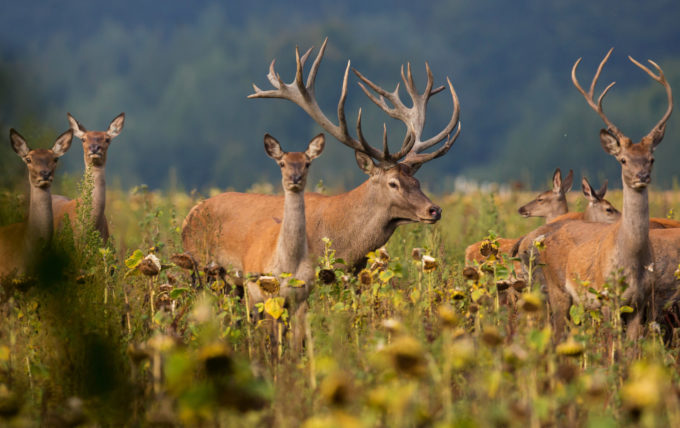 Calendrier de la Chasse