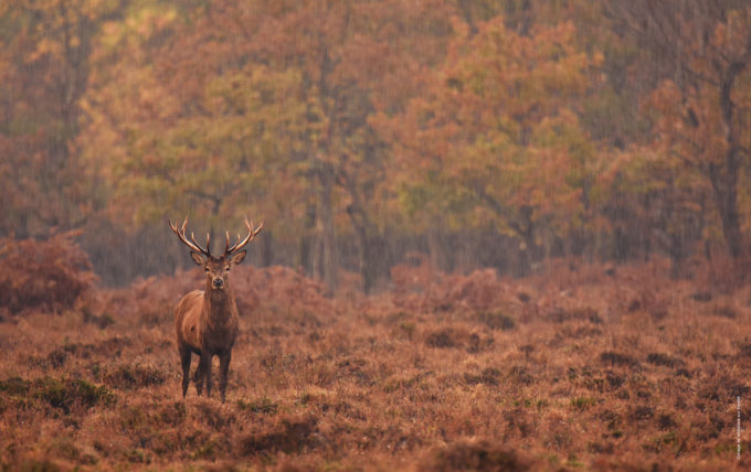 Calendriers de chasse Espaces Naturels Sensibles départementaux – Saison 2025-2026