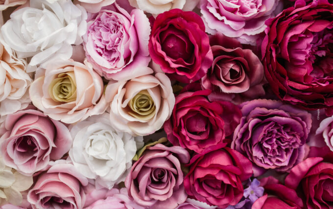 Fête des mères : vente de roses AIPEJ