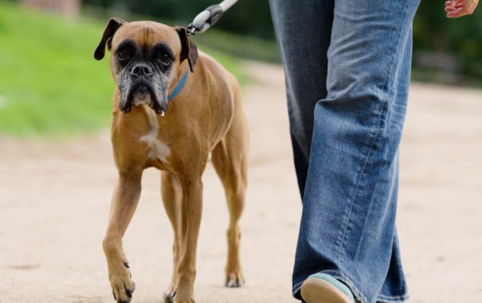 Promenades en forêt : chiens en laisse